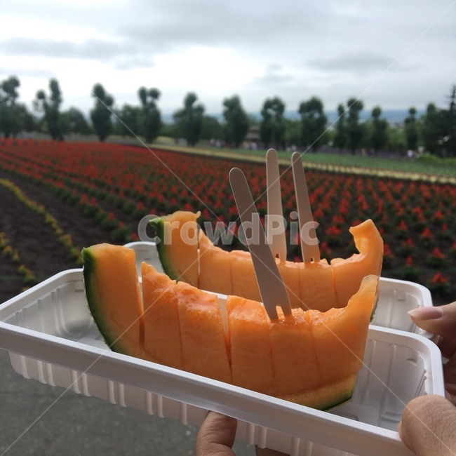 food,음식,fruit,과일,멜론,plant,식물,홋카이도,후라노,후라노팜,팜도미타,주황멜론