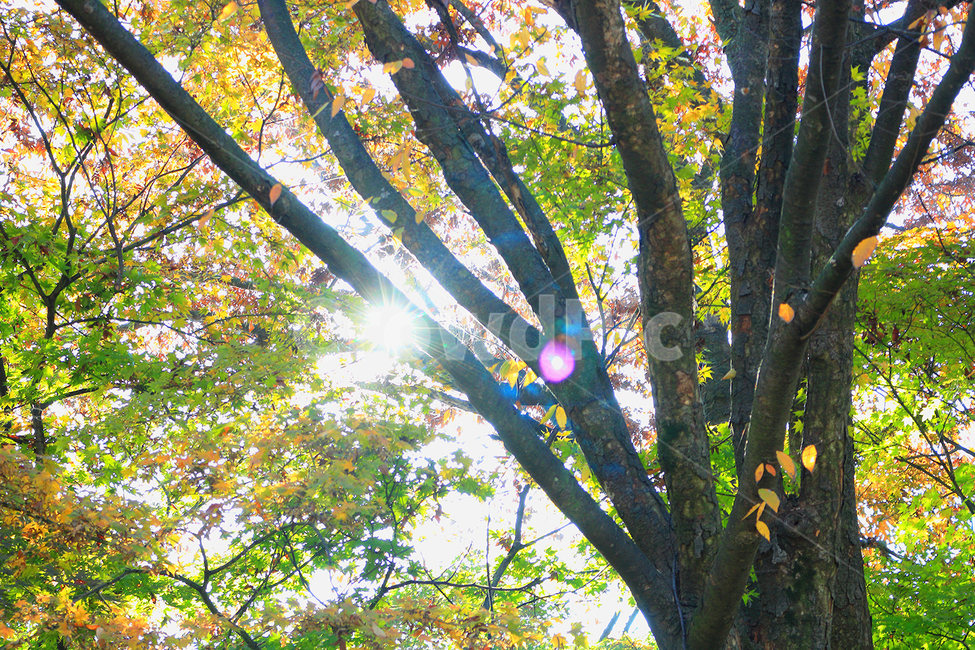 flare,플레어,light,빛,sunlight,햇빛,plant,식물,tree,나무,단풍,가을,fall,autumn,maple,가을,계절,fall,autumn,season