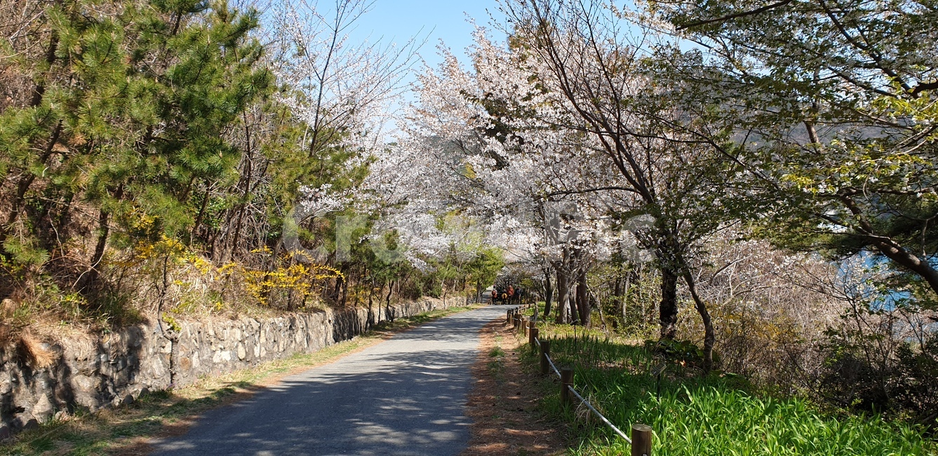 바다,자연,봄,산길,벚꽃