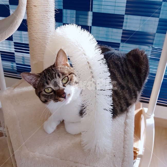 고양이,cat,cattower,캣타워,동물