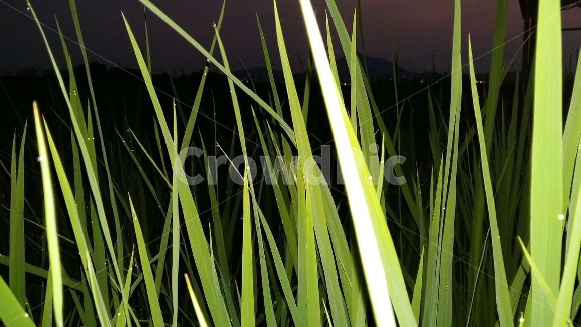 논,논풍경,벼,들판,논농사,식물,자연,plants,nature