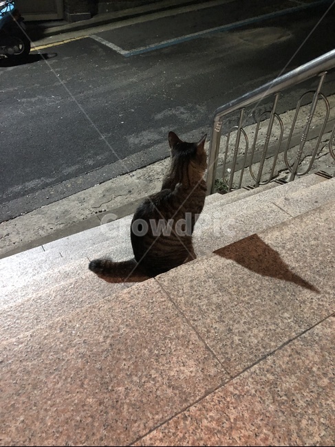 고양이,외로움,계단,뒷모습,길막,동물,animal,포유류,mammal,고양이,cat,kitten,kitty