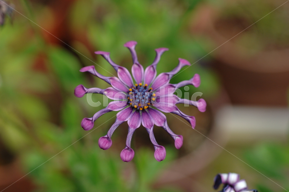 꽃,야생화,접사,식물,plant,시계꽃,식물,자연,plants,nature,꽃,flower