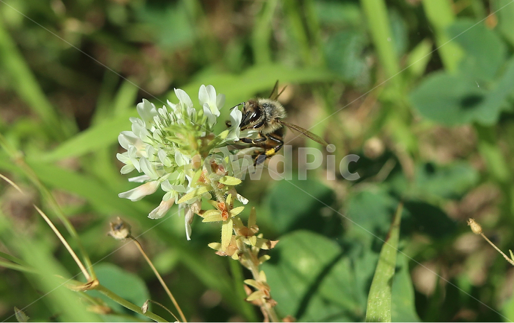 벌,꿀벌,곤충,꽃,꽃과벌,자연,접사,매크로,식물,자연,plants,nature,꽃,flower,동물,animal,곤충,벌레,insect,bug