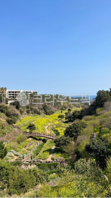 제주도,유채꽃,엉덩물계곡,봄,자연,풍경,jeju,spring,nature,top,landscape