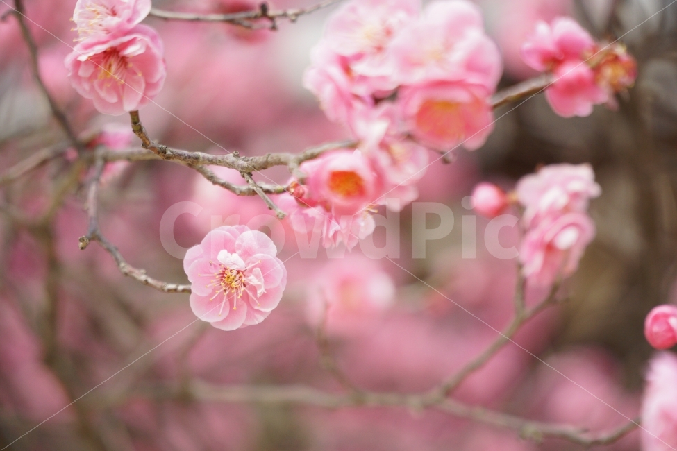 홍매화,꽃,나무,자연,핑크,봄,계절,spring,season,식물,자연,plants,nature,꽃,flower,감성,sensible,feeling,plant