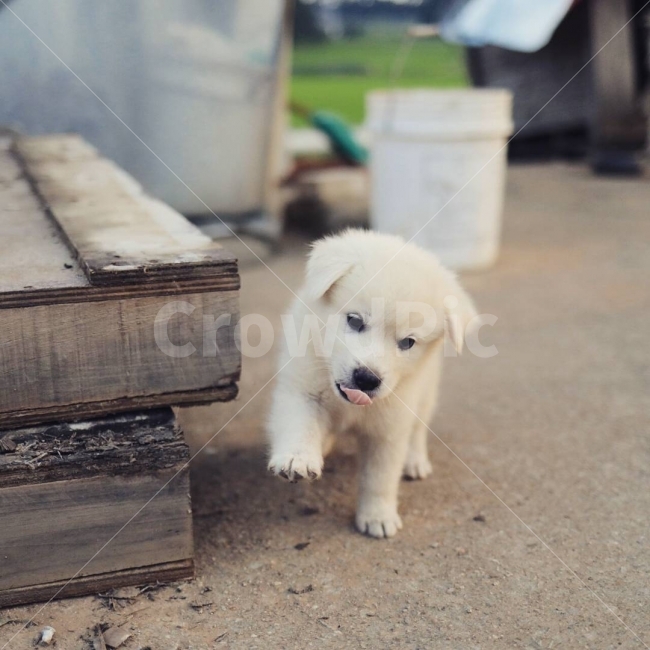 Bitmoa Farm,nyah,Moon is,puppy,country dog,animal,bowwow