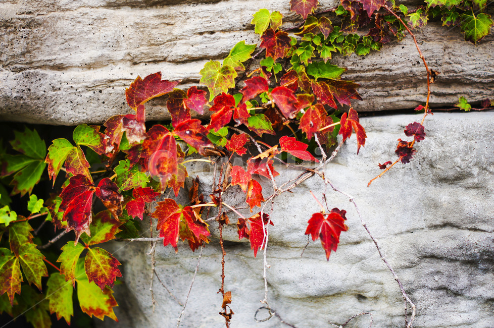 plant,leaf,식물,잎,담재이덩쿨,붉은색,가을,잎사귀,바위,가을,계절,fall,autumn,season