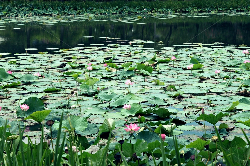 연꽃,꽃,호수,flower,lotus,연못,수련,분홍연꽃,수생식물,여름풍경,자연풍경,녹색,풍경사진,힐링,평온,휴식,생태계,생태연못,여행지,관광지,정원,물가,잔잔한,사진스팟,배경사진,자연테라피,피크닉,식물,자연환경,한국풍경,평화로운,여름,촬영지,반영,싱그러운,초록빛,물빛,조용한,싱그러움,나들이