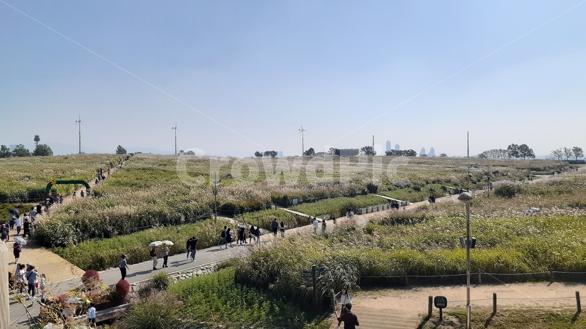 하늘공원,가을하늘공원,옥외,사람,갈대숲,가을억새들,공원,자연,풍경,nature,landscape,outdoors