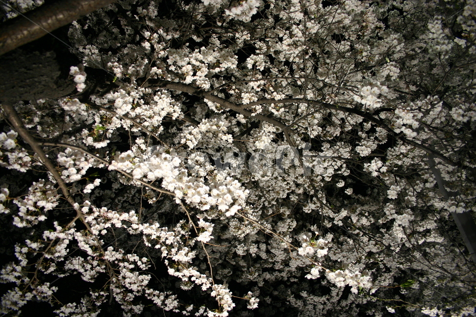 벚꽃,cherryblossom,sakura,flower,yinghua,yinghua,sakuraflower,background,white,tree,leaf,plant,green,nature,leaves,branch,fruit,isolated,spring,fresh,foliage,garden,agriculture,flora,growth,forest,herb,organic,blossom,pine,macro,closeup,closeup,natural,twig,bloom,beauty,blooming,beautiful,petal,season,outdoors,environment,freshness,lush,grass,bouquet