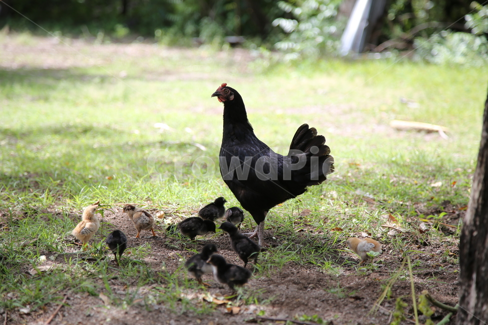 닭,치킨,동물,가금류,병아리,동물,animal,조류,새,birds