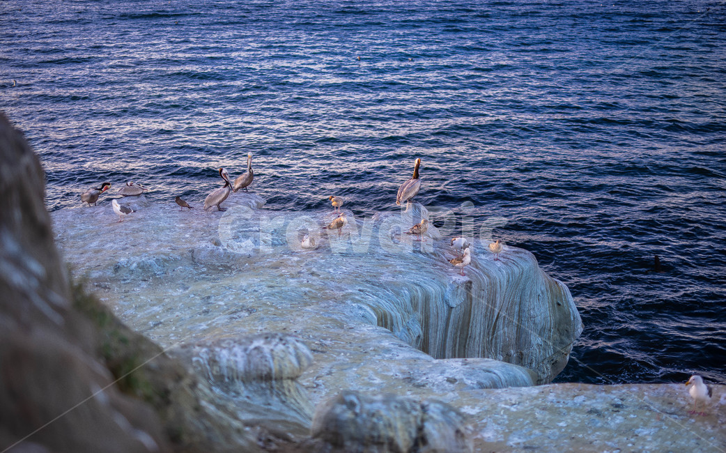 water,물,nature,자연,outdoors,대양,sea,바다,옥외,ocean,동물,animal,조류,새,birds