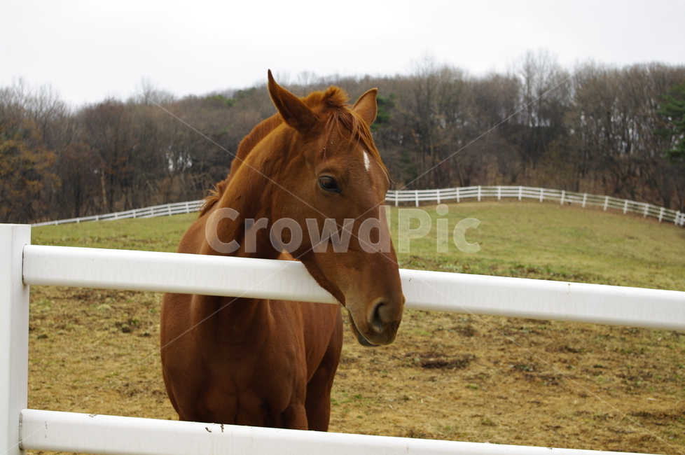 목장,말,종마,동물,말목장,동물,animal,포유류,mammal,산업,industry,industrial,목축업,목장,livestock farming,ranching,pasture