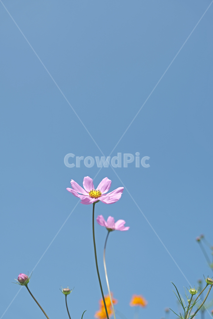 코스모스,하늘,파란하늘,꽃,가을꽃,식물,flower,가을하늘,가을,계절,fall,autumn,season,식물,자연,plants,nature,꽃,flower,plant,blossom,daisy,데이지,daisies