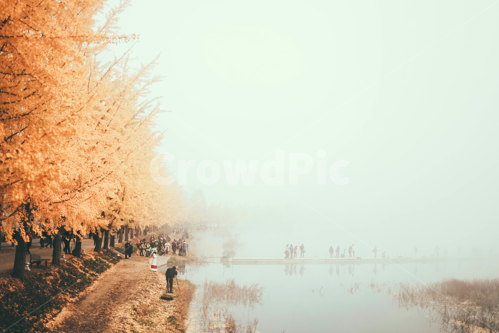 은행나무,물안개,새벽,풍경,가을,nature,자연,outdoors,옥외,person,사람,human,인간,weather,날씨,가을,계절,fall,autumn,season,자연,풍경,nature,landscape