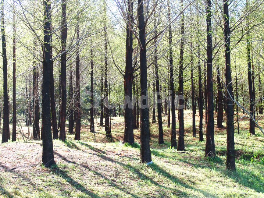 봄,봄맞이,나무,숲,자연,자연,풍경,nature,landscape,식물,plants,나무,trees,wood,휴식,힐링,rest,relaxation,healing,vegetation,초목,plant,outdoors,옥외,tree,forest,woodland,삼림지,land,땅,grove,작은 숲