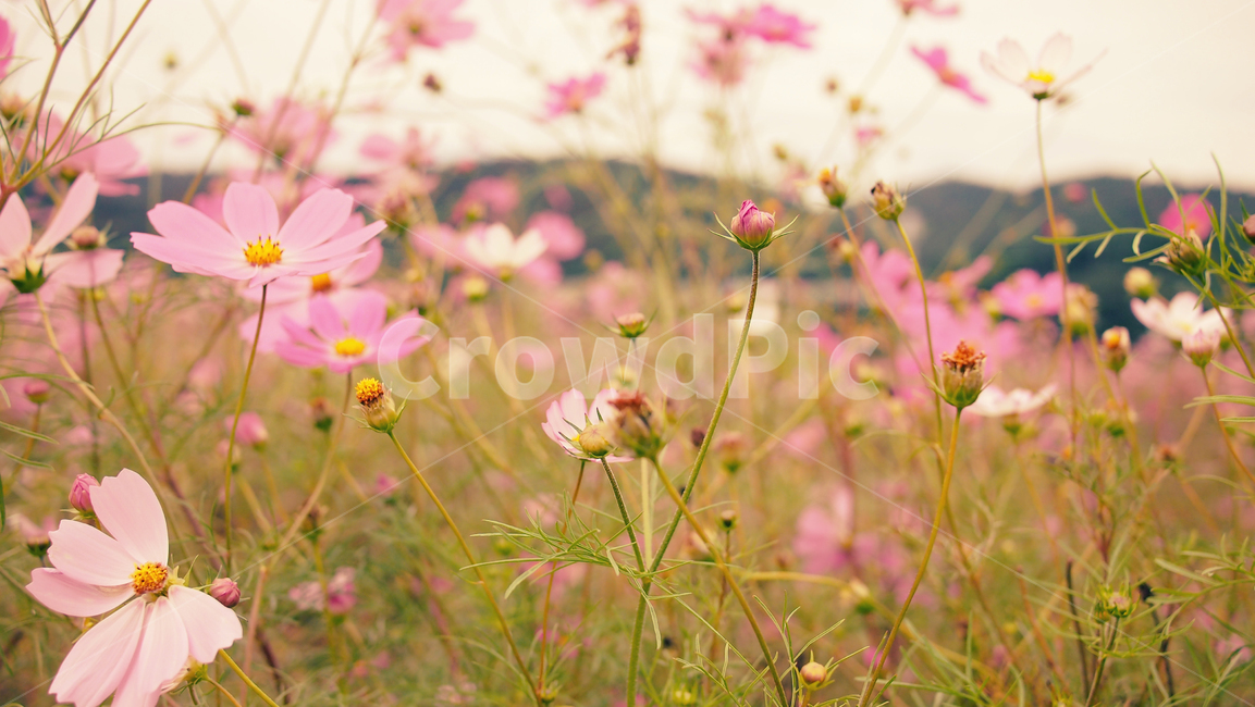 해바라기,가을꽃,cosmos,코스모스,꽃밭,꽃봉우리,가을,가을,계절,fall,autumn,season,식물,자연,plants,nature,꽃,flower,감성,sensible,feeling,plant