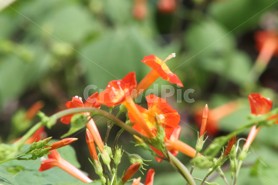 둥근잎유홍초,능조라,꽃,식물,smallredmorningglory,유홍초,식물,자연,plants,nature,꽃,flower