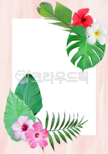 heat,pink,summer,palm tree,hibiscus,tropical region,season,exotic,graphic,floral,pretty,plumeria,blossom,green,edit,nature,watercolor background,Hot,leaf,Hawaiian Rose of Sharon,flower,tropical,tropical flowers,watercolor,monstera,background,tropics,tropi
