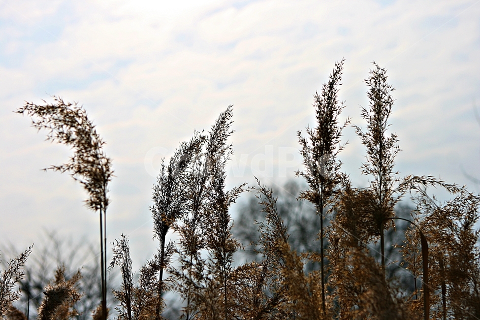 갈대,식물,역광,하늘,자연,가을,계절,fall,autumn,season,식물,자연,plants,nature,plant,grass,잔디,lawn,reed