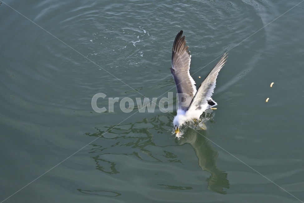 water,물,animal,동물,bird,새,flying,나는,비들기,바다,비상,새우깡,조류,자연,생태,동물,animal,조류,새,birds