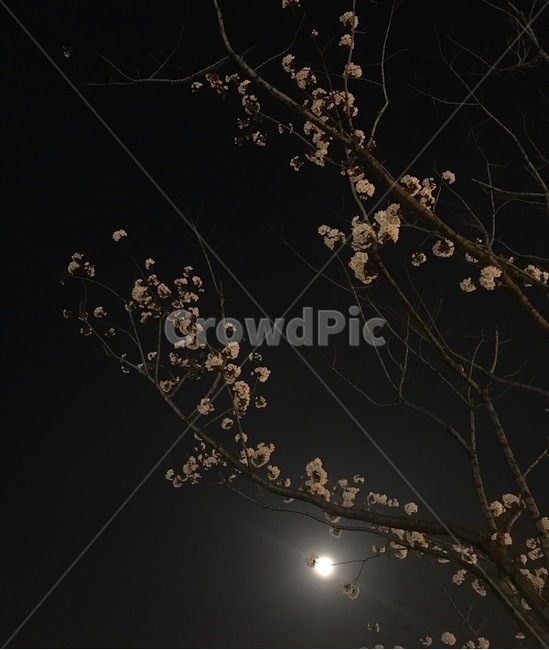 벚꽃,봄,밤,보름달,풍경,야경,봄,계절,spring,season,야경,밤,풍경,nightscape,night,landscape,식물,자연,plants,nature,꽃,flower,light,빛,flare,플레어