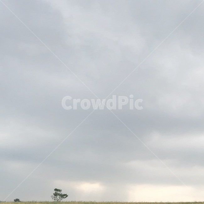nature,자연,목초지,grassland,field,들