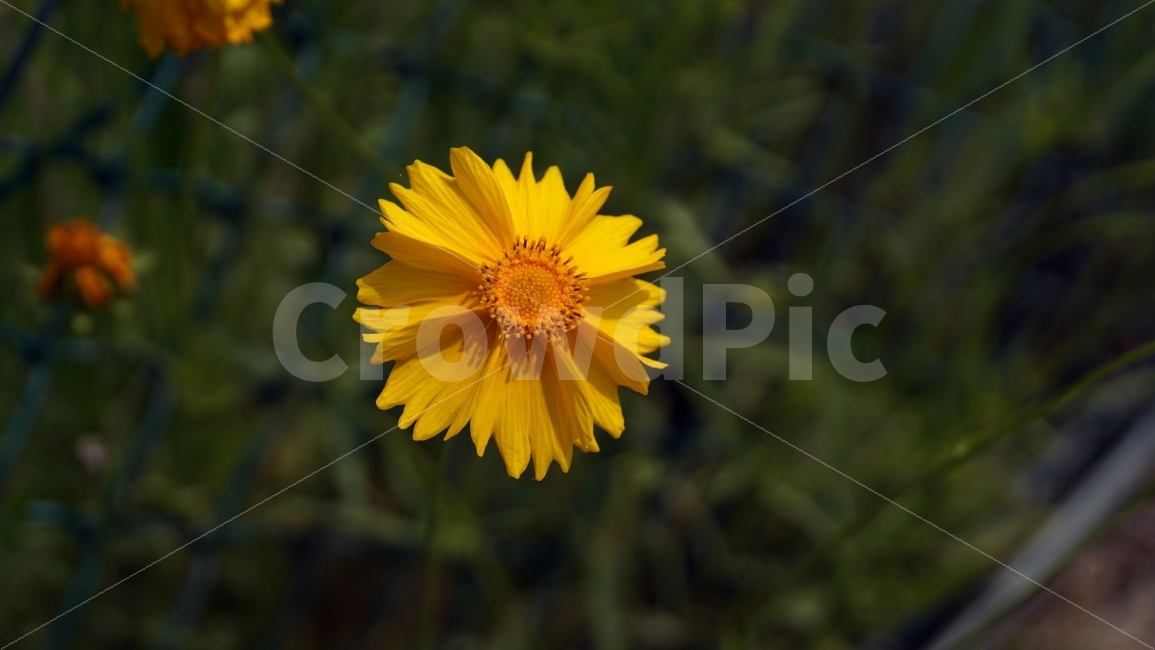 금계국,꽃,플라워,자연,식물,flower,nature,철조망,꽃사진,접사,macro,풍경,landscape,plants,식물,자연,plants,nature,감성,sensible,feeling,꽃,flower