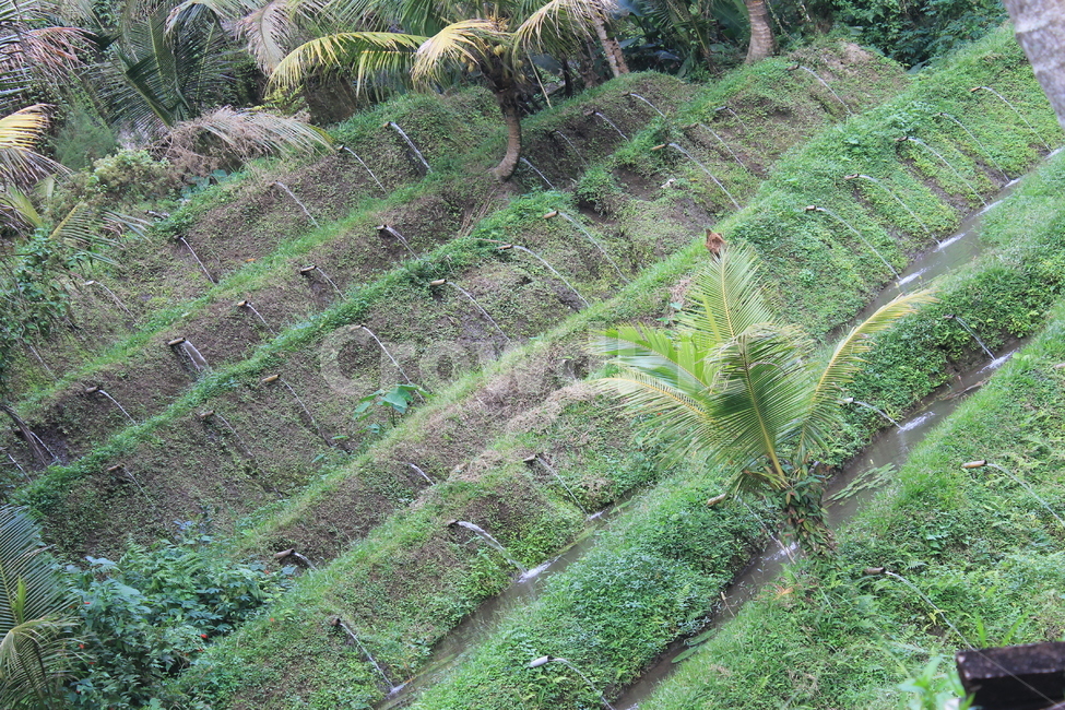 인도네시아,발리,논,배수,배수시설,자연,indonesia,bali,nature,drainage,ricefield,ricefields,농업,농사,agriculture,farming,farming industry
