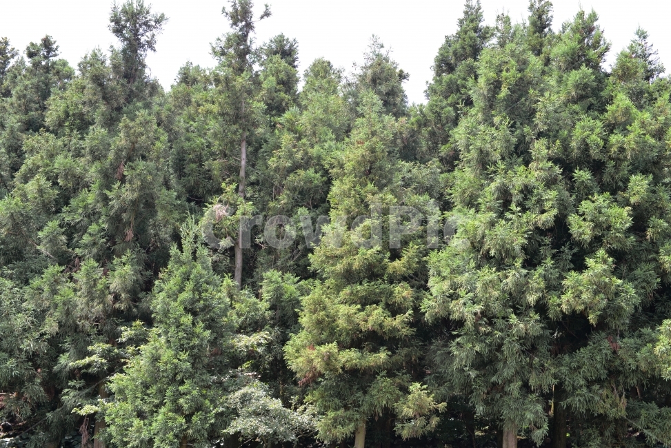 숲길,나무,제주,제주도,국내여행,섬,여름,휴가,관광,여행,자연,휴식,여유,산,초록,색감,색체,풀숲,삼림,들판,푸름,생명,landscape,travel,tour,domestic,island,vacation,jeju,korea,summer,field,nature,대한민국,식물,자연,plants,nature,나무,trees,wood