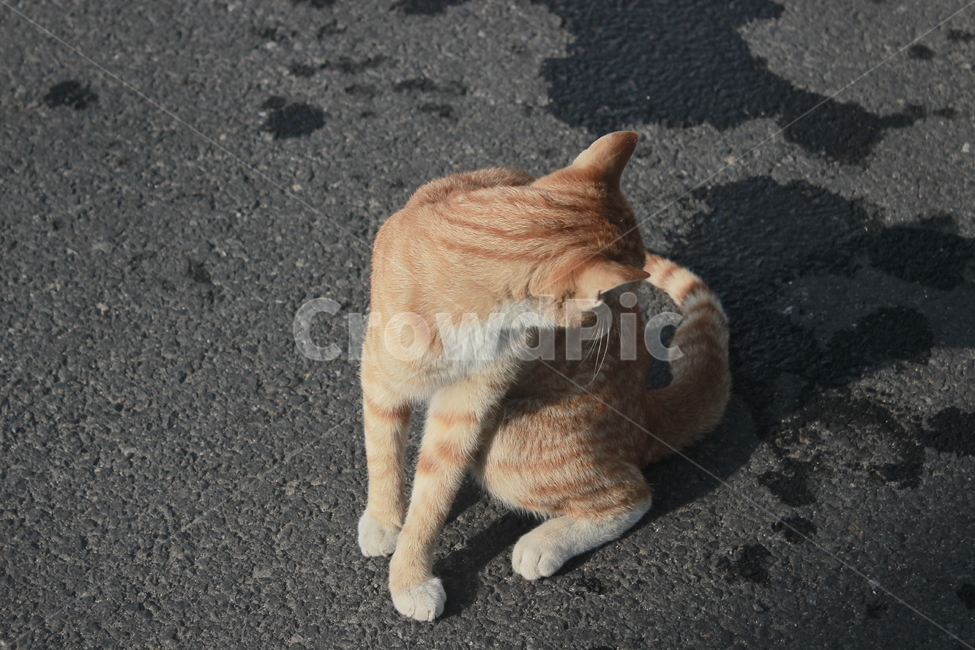 고양이,치즈태비,그루밍,cat,동물,애완묘