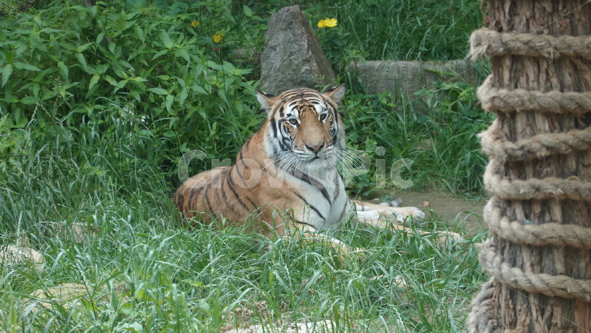 호랑이,tiger,동물,animal,동물원,동물,animal,포유류,mammal
