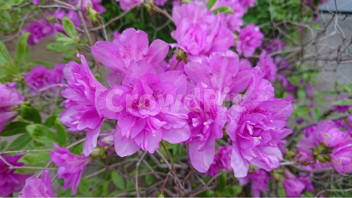 꽃,꽃나무,봄,식물,철쭉,겹철쭉,핑크색,분홍색꽃,핑크꽃,봄,계절,spring,season,식물,자연,plants,nature,꽃,flower,blossom,geranium,제라늄,plant
