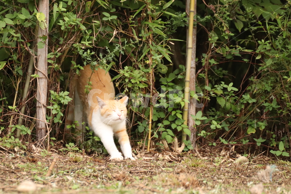 고양이,기지개,길고양이,야생고양이,여유,졸림,피곤,동물,animal,포유류,mammal,고양이,cat,kitten,kitty