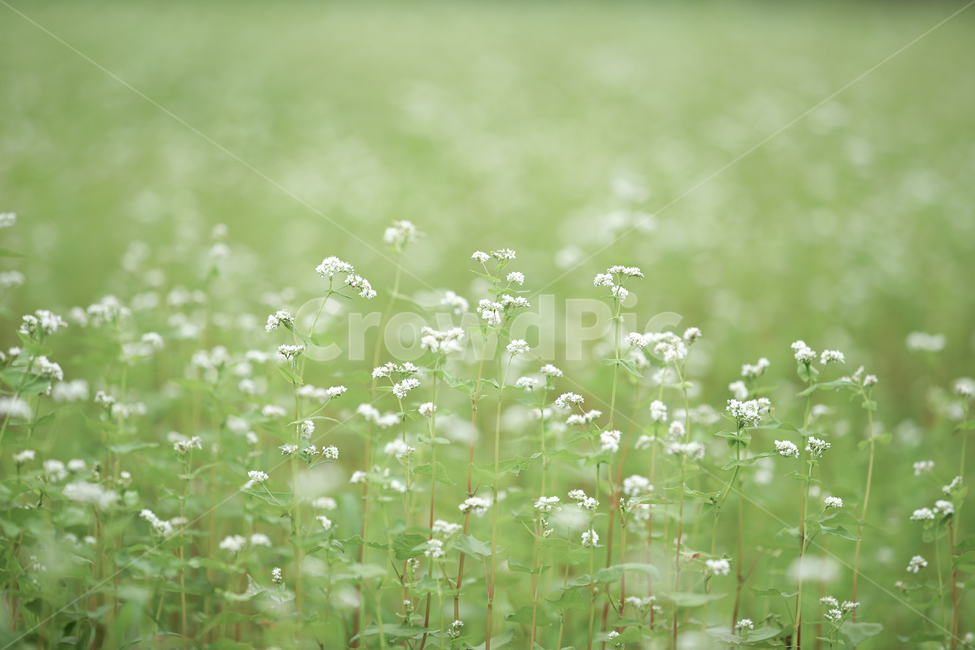 메밀밭,메밀꽃,메밀,식물,plant,메밀꽃필무렵,flower,green,식물,자연,plants,nature,꽃,flower