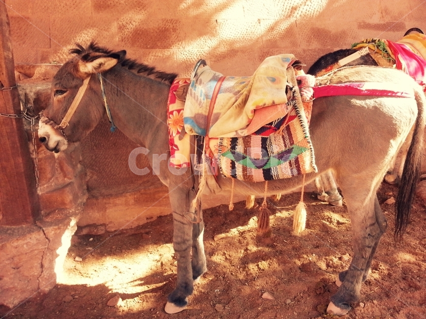 풍경,사막,당나귀,동물,중동,donkey,animal,동물,animal,포유류,mammal