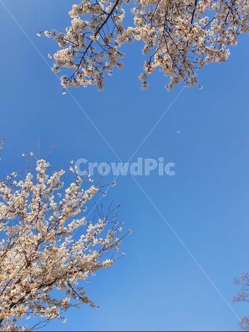벚꽃,봄,하늘,봄하늘,달,봄,계절,spring,season,plant,식물,blossom,꽃,flower