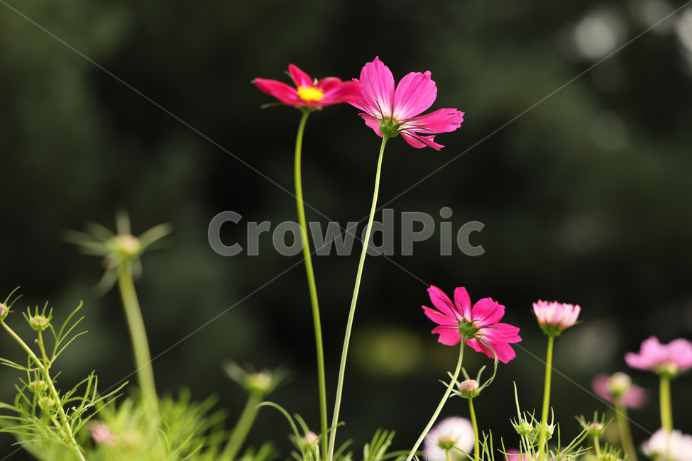 빨강,가을,분홍,자연,사랑,식물,자연,plants,nature,꽃,flower
