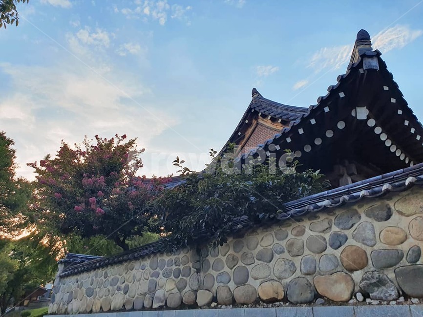 배롱나무,돌담,꽃,korea,한국의멋,기와,풍경,한국전통,한국문화,korean traditional,korean culture,건축물,건물외관,exterior,building,structure,architecture,construction