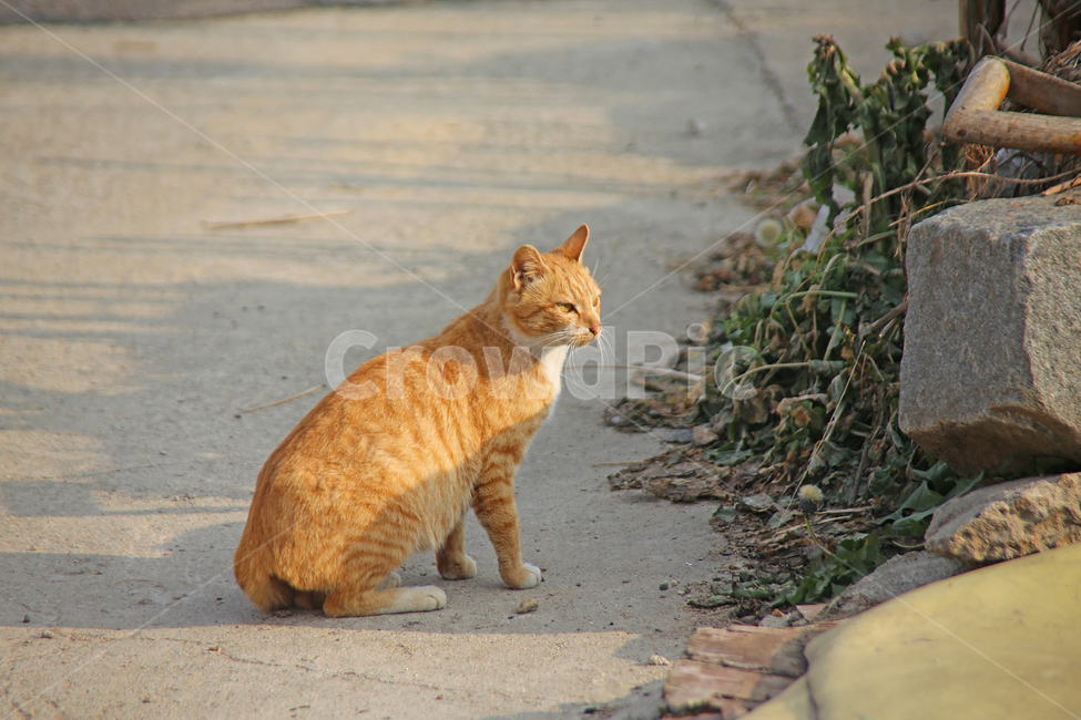 양지,포근함,쉼,동물,시선,cat,고양이,animal,애완동물,동물,animal,포유류,mammal,고양이,cat,kitten,kitty