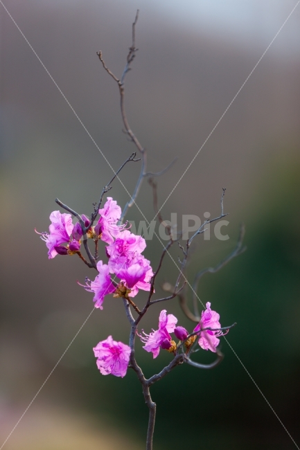 진달래,꽃,연분홍,4월,만산홍,Azalea,flower,spring,봄,계절,spring,season,식물,자연,plants,nature,꽃,flower,plant,blossom
