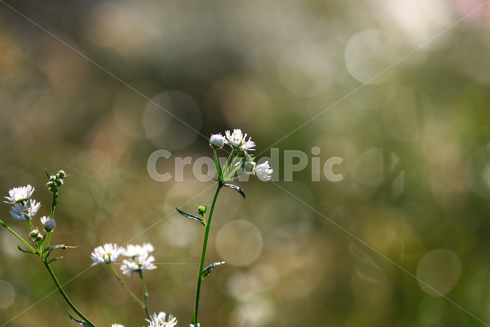 식물,꽃,야생화,계란꽃,햇빛,식물,자연,plants,nature,꽃,flower