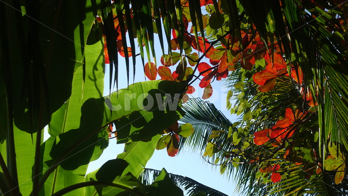 plant,식물,열대,summer,동남아,잎,잎새,이파리,leaf,여름
