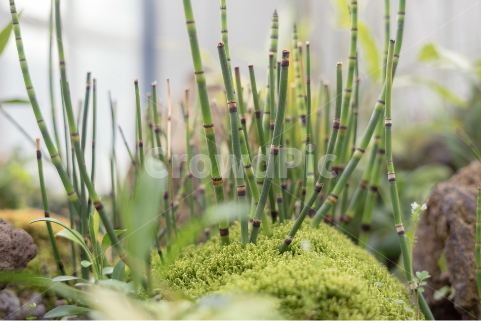 식물,이끼,자연,풀,화초,식물,자연,plants,nature