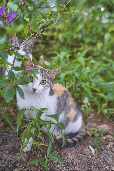 고양이,야옹이,길고양이,동물,kitty,동물,animal,포유류,mammal,고양이,cat,kitten,kitty