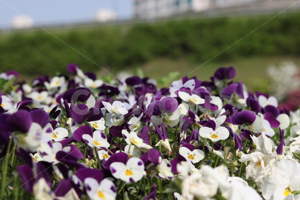 꽃,이쁜꽃,자연,식물,꽃송이,봄,한강,감성,색감,스냅사진,휴식,힐링,여름,잔디,공원,야외,흰색,보라색,야생화,flower,식물,자연,plants,nature,꽃,flower
