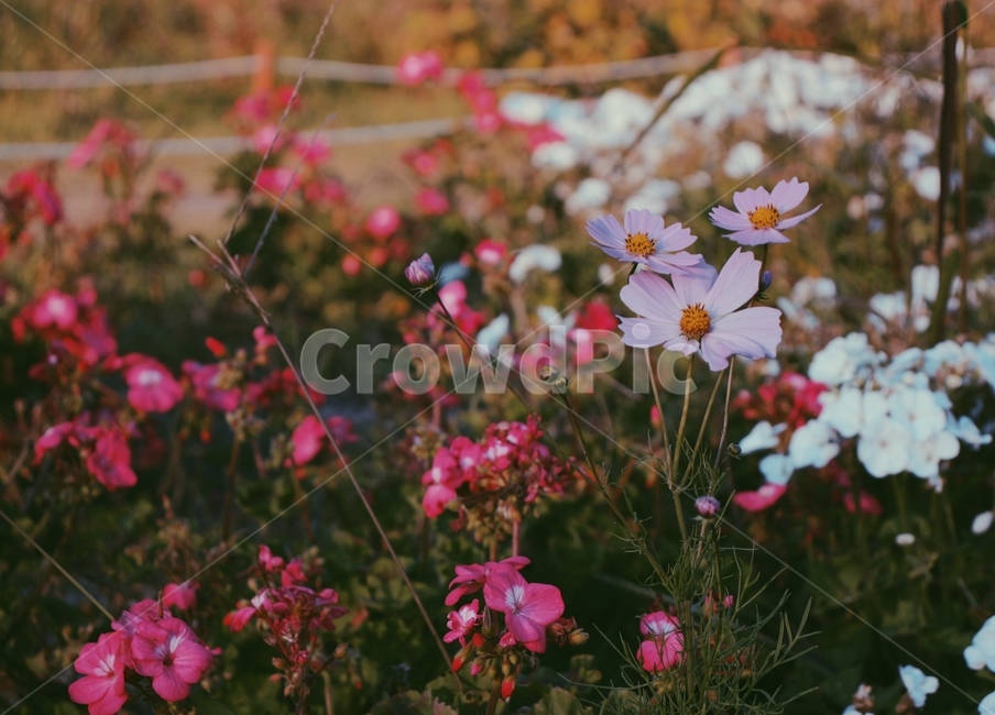 가을,풍경,자연,꽃,코스모스,가을,계절,fall,autumn,season,식물,자연,plants,nature,꽃,flower,geranium,제라늄,plant,blossom