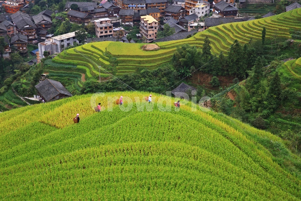 nature,자연,outdoors,옥외,scenery,풍경,landscape,경치,slope,경사,mountain,산,mountainrange,산맥,중국,계림,용척,용척제전,다랭이논,용척다랭이논,농업,농사,경작,농경지,집,가옥,사람,인간,원주민