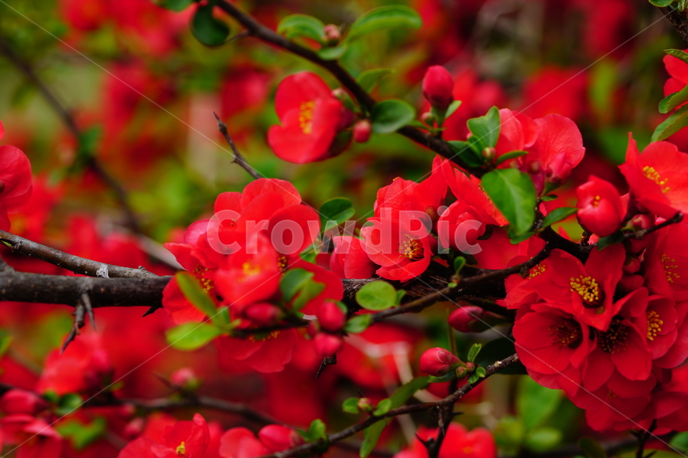 명자나무꽃,명자나무,산당화,봄,봄꽃,꽃,플라워,flower,spring,4월,april,장미과,명자꽃,식물,plants,chaenomelesspeciosa,붉은,접사,클로즈업,closeup,붉다,붉은꽃,빨간꽃,red,빨강,macrophotography